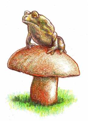 Toad and stool by Jerry Breen